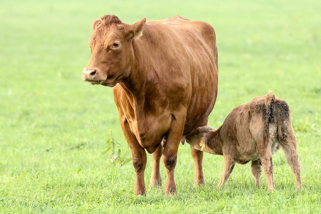 Willa Steigmatt Bauernhof- Erlebnis Montlingen Zewnętrze zdjęcie