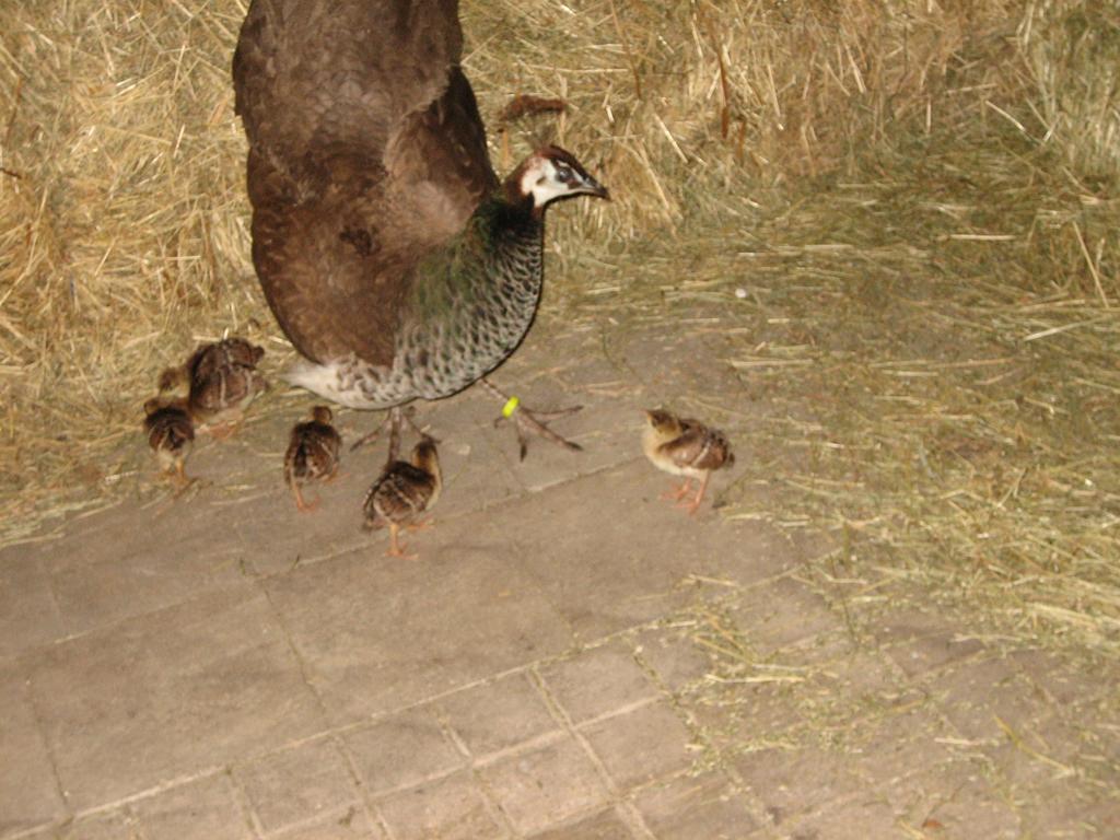 Willa Steigmatt Bauernhof- Erlebnis Montlingen Zewnętrze zdjęcie