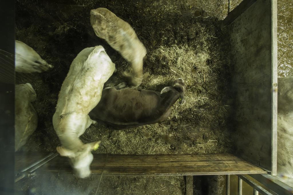Willa Steigmatt Bauernhof- Erlebnis Montlingen Zewnętrze zdjęcie